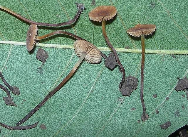 Conocybe horakii      Watling & G.M. Taylor